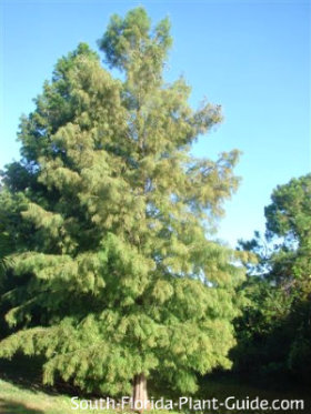 cypress tree bald florida plant care south guide