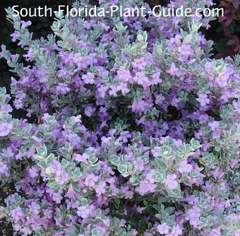 sage texas plant shrub florida south does container fine lavender