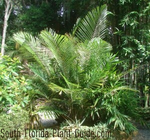 Arenga Palm