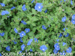 florida blue daze south flowering perennials plant sun guide