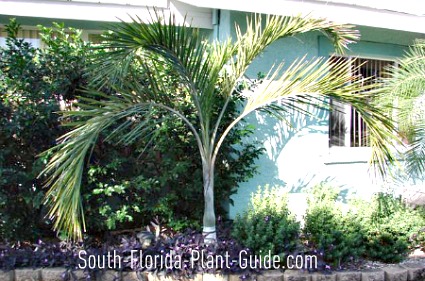 Buccaneer Palm