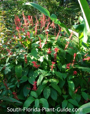 red florida flowering vines Firespike