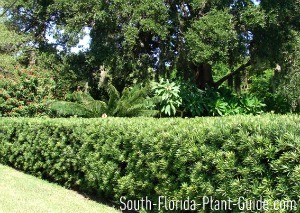 plant trimming hedge florida podocarpus south tips give each pages