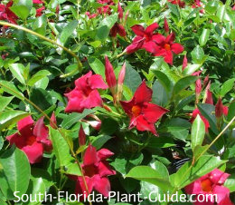 flowering vines red florida the of striped like Stripes and red flowers 'Stars white and
