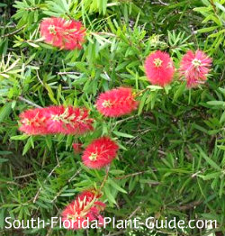 bottlebrush red cluster