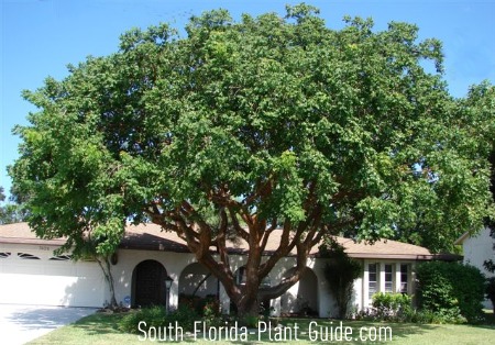 Gumbo Limbo Tree