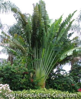 palm travelers plant florida south palms fan flat paradise bird privacy traveler plants guide tall young peacock leaf shaped beautiful