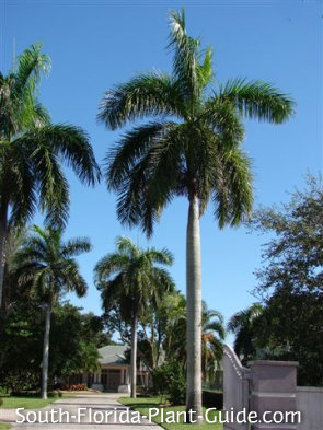 Royal Palm