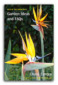 Dracaenas Lilies Amp Other Tropical Accents