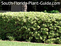 Low Maintenance Landscaping for South Florida
