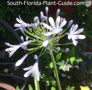 Agapanthus - Lily of the Nile