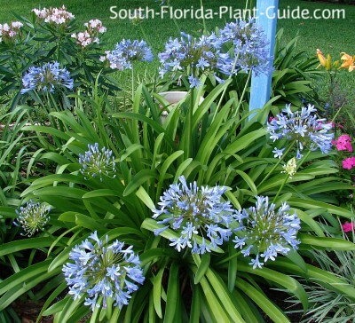 Agapanthus - Lily of the Nile