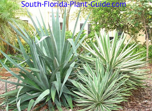 Agave & Yucca