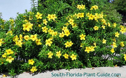  Dwarf  Allamanda 