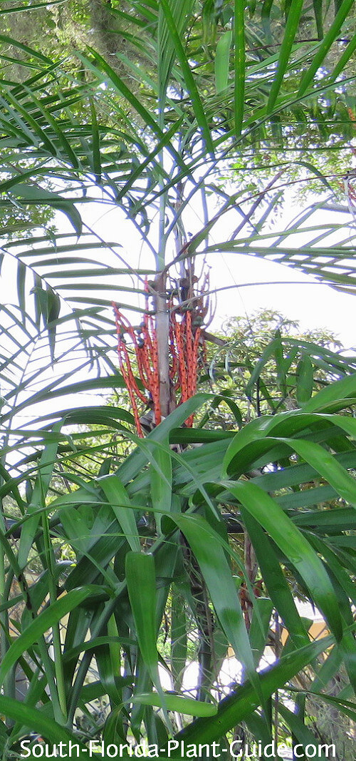 orange palm seeds