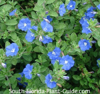 blue daze flower perennial