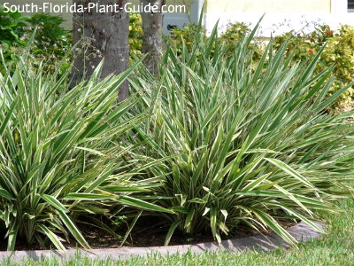flax lily blueberry plants florida plant south guide seem everywhere growing low work these
