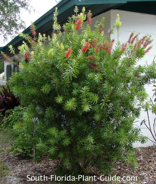 https://www.south-florida-plant-guide.com/images/bottlebrush-bush-red-cluster-500.jpg