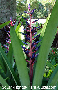 Bromeliad