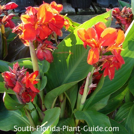 Canna Lily Guide: How to Grow and Care for Canna Bulbs