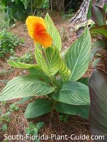 Canna Lilies