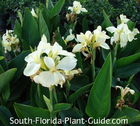 Canna Lilies