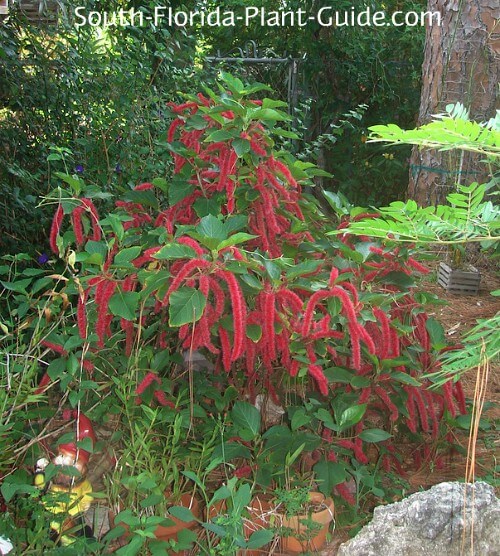 Chenille Plant