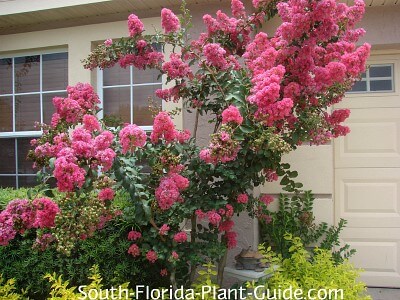 Crape Myrtle Tree