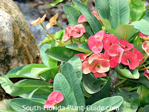 How to Grow and Care for Crown of Thorns (Euphorbia milii)
