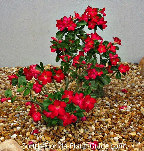 Pink desert rose - Unique specimen 2
