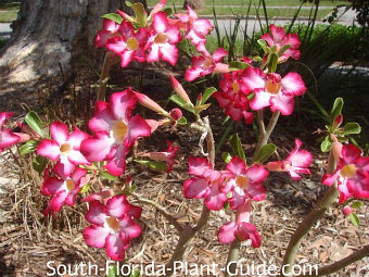 Desert Rose (Adenium obesum) Miami: Desertscapes - Local Cacti and  Succulents Plants Delivery Miami, Florida