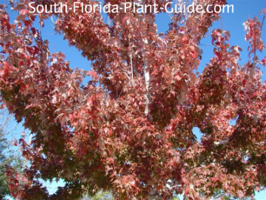 florida red maple