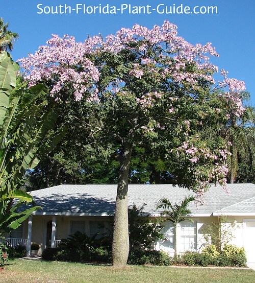 pink silk tree