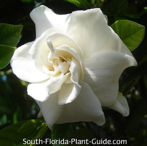 Gardenia Bush