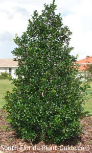 Holly Trees for South Florida