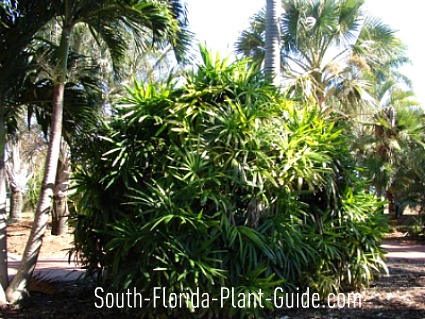 Lady Palm - 