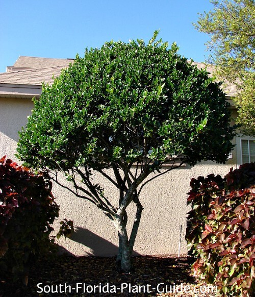 variegated ligustrum tree