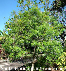 Oleander Tree