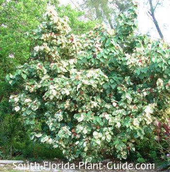 Variegated Mahoe Tree