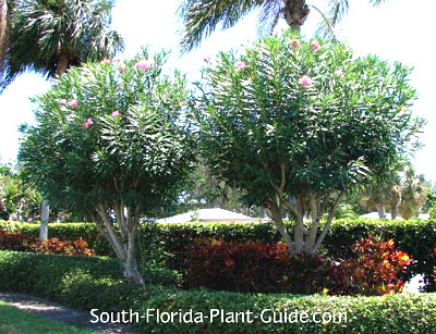 tree trunk trimmed a Tree Oleander