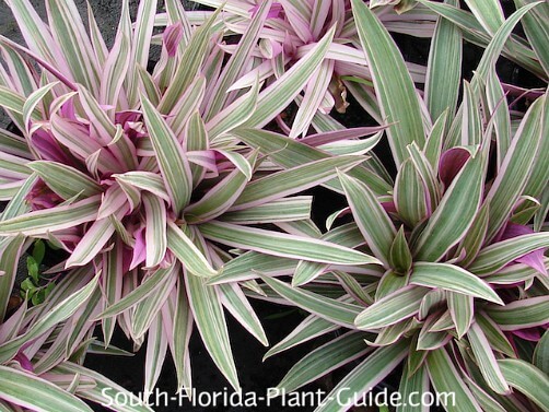 Image of Dwarf oyster plant plant