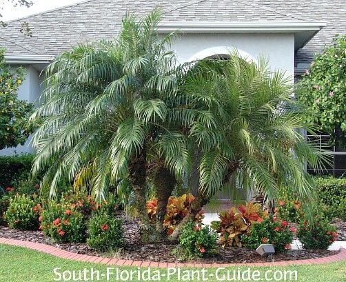 Image of Ornamental grasses pygmy date palm companion plant