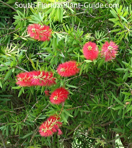 Bottlebrush trees declining throughout South and central Florida