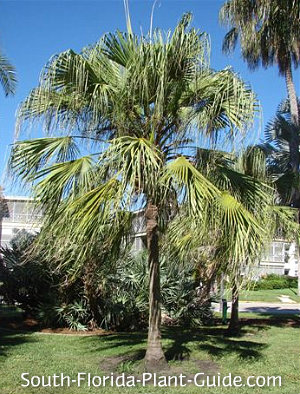 Ribbon Fan Palm