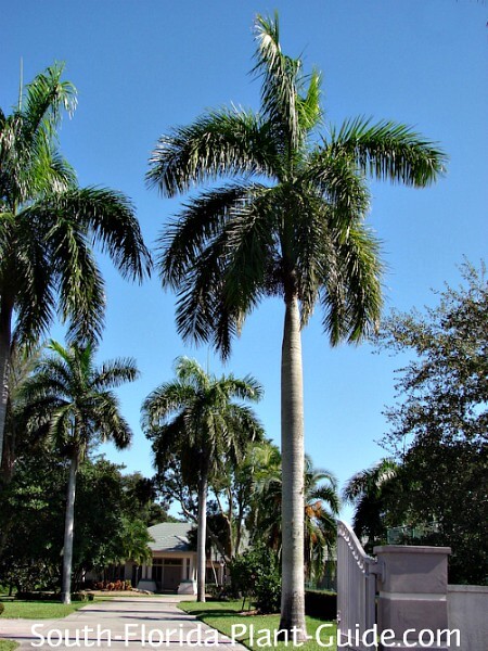 https://www.south-florida-plant-guide.com/images/royal-palm-450.jpg