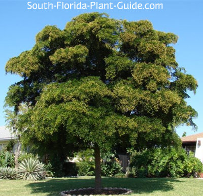 Shady Lady Black Olive Tree