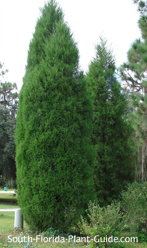 https://www.south-florida-plant-guide.com/images/southern-red-cedar-500.jpg