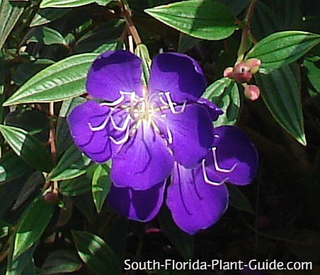 Tibouchina – Wikipédia, a enciclopédia livre