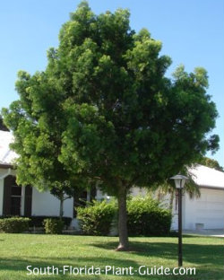 Weeping Podocarpus Tree