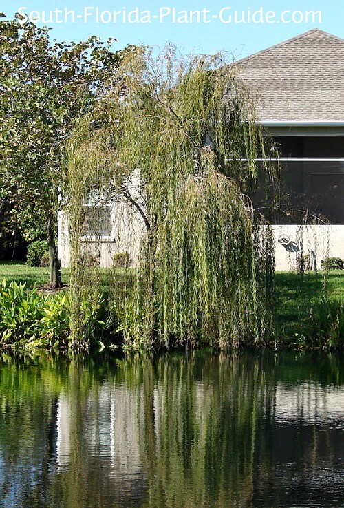 The Only Good Place For a Weeping Willow